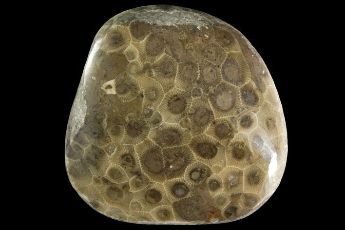 Polished Petoskey Stone (Fossil Coral) - Michigan #156137
